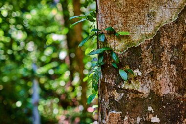 Yeşil sarmaşık bitkilerin Ağaç gövdesinde bırakır..