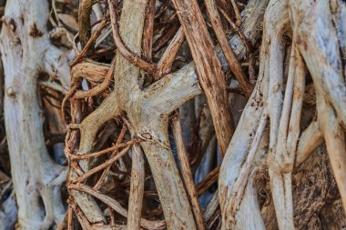 Kuru ağaç kökleri, grunge doğal, organik arka plan, doku. Dekorasyon için dalgaların karaya attığı odun. Mangrov kökleri. Doku ve desen eski ahşap aşınmış. Doğal arka plan. Ahşap doku eski yıpranmış