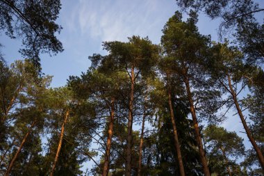 Çam ağaçlarının yoğun bir orman içinde bakış açısı ile. Görünümü boyunda çam ağacı orman aşağıdan görüntülendi iğne yapraklı reçineli ağaçlar yaygın bir türü. Herdem yeşil orman üst kısımları uzun yeşil ağaçlar.