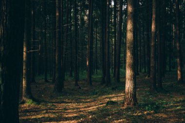 Yoğun orman. Eski Ladin ve çam ağaçları ile gündoğumu, sisli sonbahar iğne yapraklı orman. Vahşi ormanda güneş ışığı tarafından yaktı, köknar ve çam ağaçları. Sürdürülebilir ekosistem ve sağlıklı çevre kavramları.