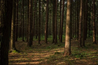 Yoğun orman. Eski Ladin ve çam ağaçları ile gündoğumu, sisli sonbahar iğne yapraklı orman. Vahşi ormanda güneş ışığı tarafından yaktı, köknar ve çam ağaçları. Sürdürülebilir ekosistem ve sağlıklı çevre kavramları.
