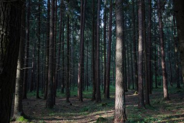 Yoğun orman. Eski Ladin ve çam ağaçları ile gündoğumu, sisli sonbahar iğne yapraklı orman. Vahşi ormanda güneş ışığı tarafından yaktı, köknar ve çam ağaçları. Sürdürülebilir ekosistem ve sağlıklı çevre kavramları.