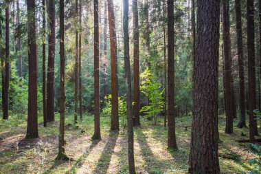 Ormanın içinden sabahın erken saatlerinde parlayan ışık açık ışınları. Bitki örtüsü ve bir patika aydınlatıcı sıcak ışık ışınları ile sonbahar orman sahne. Güzel çam ormanı. Birçok yeşil ağaçlar Ladin