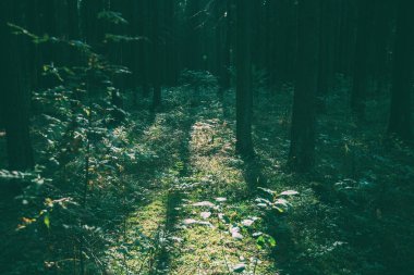 Yoğun orman. Eski Ladin ve çam ağaçları ile gündoğumu, sisli sonbahar iğne yapraklı orman. Vahşi ormanda güneş ışığı tarafından yaktı, köknar ve çam ağaçları. Sürdürülebilir ekosistem ve sağlıklı çevre kavramları.
