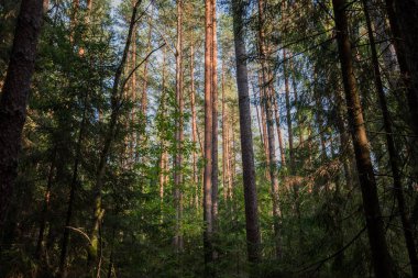 Ormanın içinden sabahın erken saatlerinde parlayan ışık açık ışınları. Bitki örtüsü ve bir patika aydınlatıcı sıcak ışık ışınları ile sonbahar orman sahne. Güzel çam ormanı. Birçok yeşil ağaçlar Ladin