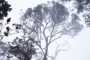 Sisli ağaç tepelerinin derin orman içinde. Manzara muhteşem ağır siste. Ağaç, dal, yaprak, sisli ve puslu görünümü görüntü arka plan ile. Uzun boylu eski ağaçlarının alt görünümü. Gizemli siluet şube ağaçlar.