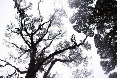 Sisli ağaç tepelerinin derin orman içinde. Manzara muhteşem ağır siste. Ağaç, dal, yaprak, sisli ve puslu görünümü görüntü arka plan ile. Uzun boylu eski ağaçlarının alt görünümü. Gizemli siluet şube ağaçlar.
