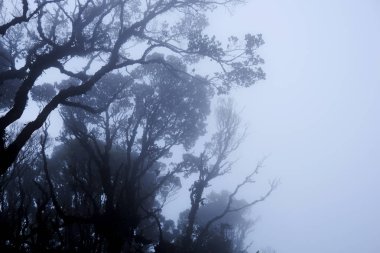 Sisli ağaç tepelerinin derin orman içinde. Manzara muhteşem ağır siste. Ağaç, dal, yaprak, sisli ve puslu görünümü görüntü arka plan ile. Uzun boylu eski ağaçlarının alt görünümü. Gizemli siluet şube ağaçlar.