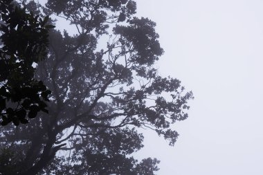 Sisli ağaç tepelerinin derin orman içinde. Manzara muhteşem ağır siste. Ağaç, dal, yaprak, sisli ve puslu görünümü görüntü arka plan ile. Uzun boylu eski ağaçlarının alt görünümü. Gizemli siluet şube ağaçlar.