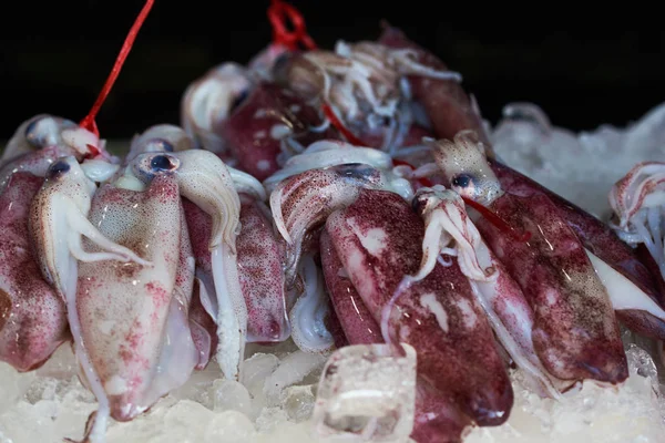 Closeup Fresh Squid Market Sale Background Freshly Caught Squid Octopus — Stock Photo, Image