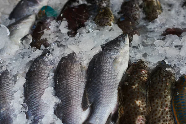 Verse Vis Supermarkt Verse Zeevruchten Het Ijs Vismarkt — Stockfoto