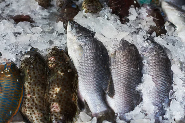 Škála Syrové Čerstvé Ryby Chlazení Posteli Studené Ledu Trhu Mořskými — Stock fotografie