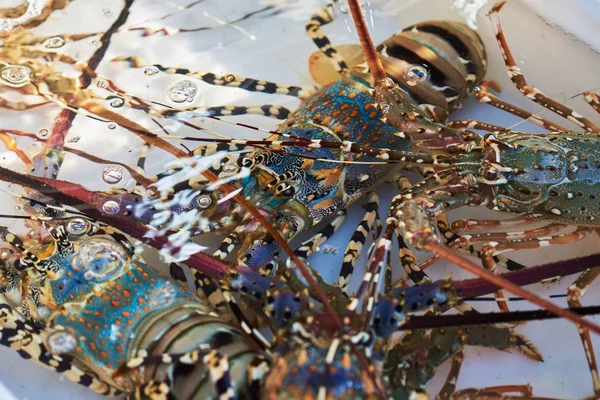 Islak Pazar satışa ekranda taze ıstakoz. ıstakoz balık çiftliğinde ticari amaçlar için rared olduğunu. Canlı ıstakoz pencere market raflar en fazla tazelik için serin bir suda yalan.