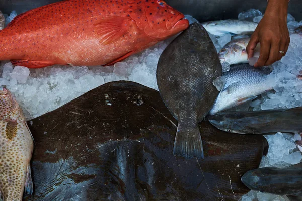 Birçok farklı balık için çok renkli satmak. Kavram olarak herkes için sağlıklı gıda balıklar.