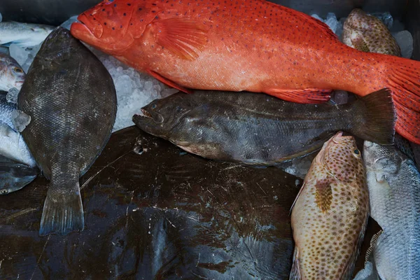 Parlak kırmızı balık küçük siyah noktalar ile kaplı. Balık ve deniz ürünleri pazarı. Balık türleri daha taze kalmak buzla kaplı. Taze gıda kavramı iyi yaşam için. Sağlıklı deniz ürünleri.