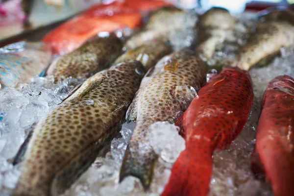 Antecedentes Perto Peixe Fresco Congelado Orgânico Exposição Com Gelo Para — Fotografia de Stock