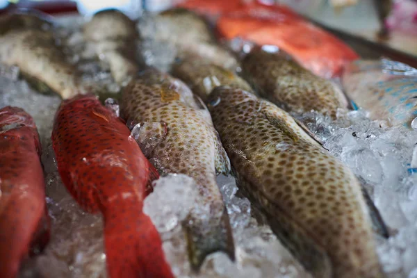 Rauwe Vis Markt Achtergrond Bovenaanzicht Van Verse Ongekookte Vis Verschillende — Stockfoto