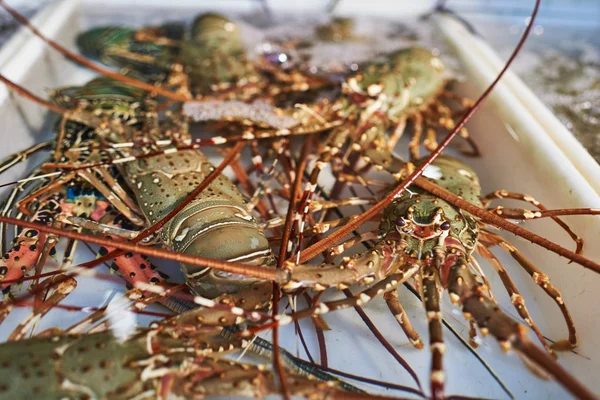 Extra Groot Formaat Kreeft Kreeftachtigen Die Grote Schaal Wordt Gekweekt — Stockfoto