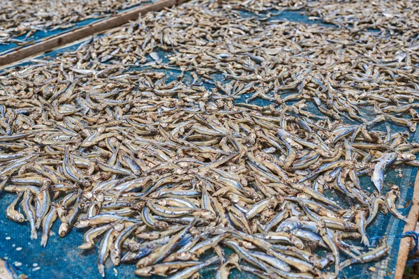 Malé Solené Ryby Sušené Pod Sluncem Rybářské Vesnici Sušenými Ubrusem — Stock fotografie
