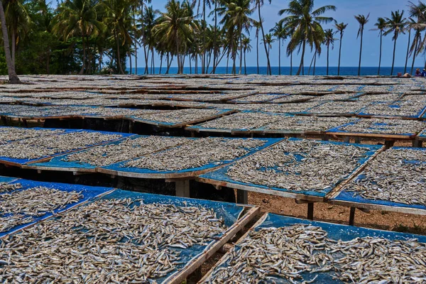 Malé Solené Ryby Sušené Pod Sluncem Rybářské Vesnici Sušenými Ubrusem — Stock fotografie