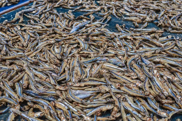 Fish dried under the sun in fishing village. Traditional way of sun drying fish in Asia.