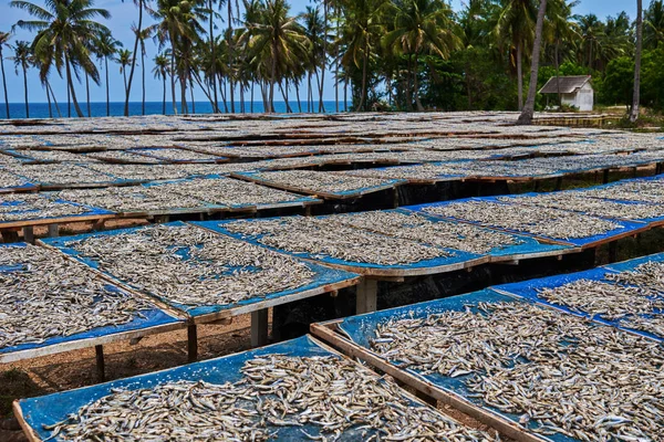 Small salted fish dried under the sun in fishing village sun dried on cloth-covered wooden frames. Traditional way of sun drying in Asia. Selective focus.