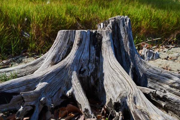 Old weathered tree stump with root in green summer landscape.  Wood cracked texture. Close up of old dried Stump on the short grass field. Broken stump has beautiful line tree age. Nature background