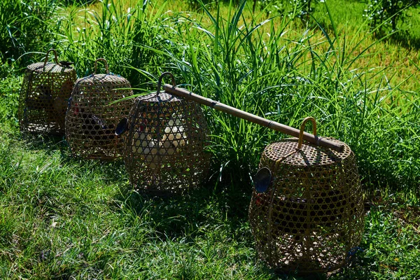 Bamboo cages with fighting cocks on the green rice field of Bali.