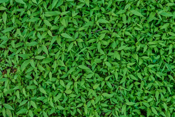 Foglia Verde Sfondo Texture — Foto Stock