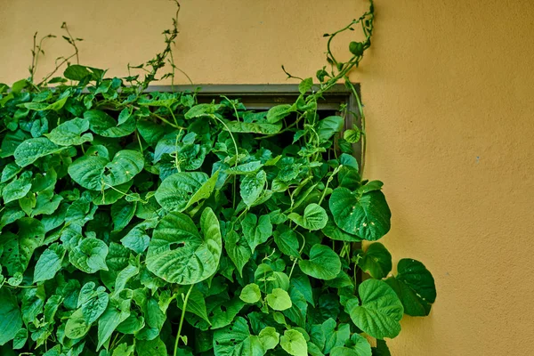 Leaves on the window of an abandoned building.  Abandoned wall with window and green leaves.