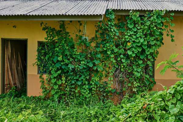The wall of abandoned house overgrown with green lianas.