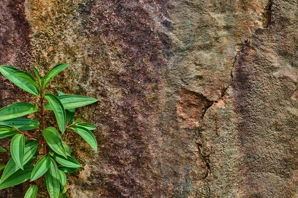 Zelené Rostliny Pozadí Přírodního Kamene Přírodní Pozadí Kopií Prostor — Stock fotografie