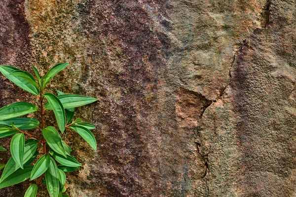 Pianta Verde Sullo Sfondo Pietra Naturale Sfondo Naturale Con Spazio — Foto Stock