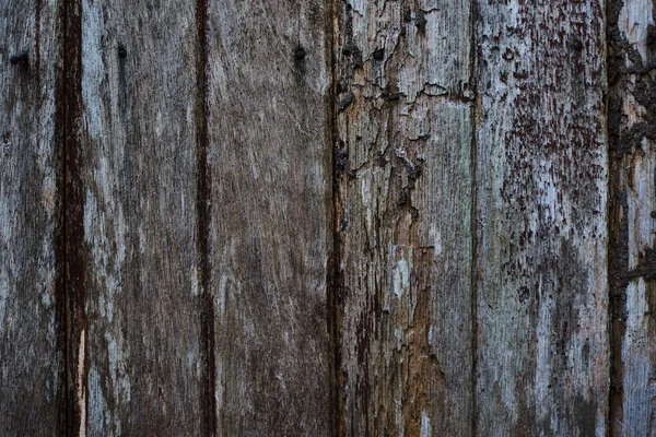 Styrelser Tillsammans Med Knop Och Spår Bark Beetle Gamla Väderbitna — Stockfoto