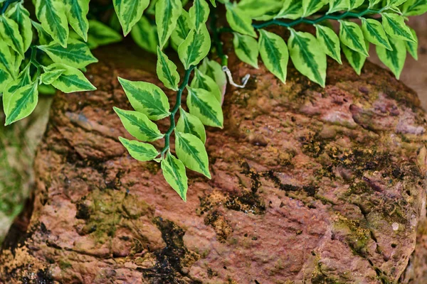 Abstraktní Pozadí Zelených Rostlin Proti Zeď Kameny — Stock fotografie