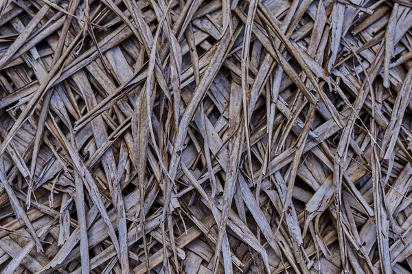 Eski Yıpranmış Hindistan Cevizi Yaprağı Deseni Kurutulmuş Muz Palmiye Arka — Stok fotoğraf