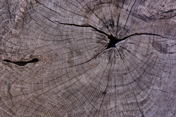 Aged weathered cross section of a cut wood tree  with cracks and rings sawed down from the woods. Close up of silvered dirty weathered split wood fire log. Timber section showing growth old wood.