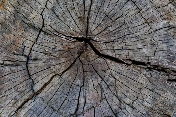 Tree rings old weathered wood texture with the cross section of a cut log showing the concentric annual growth rings as a flat nature background and conservation concept of forestry and aging.