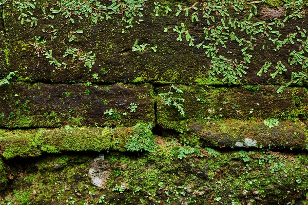 Υφή Του Παλιό Πέτρινο Τοίχο Καλύπτονται Πράσινα Βρύα Στην Ινδονησία — Φωτογραφία Αρχείου