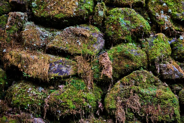 Eski Taş Duvar Yeşil Yosun Kaplı — Stok fotoğraf