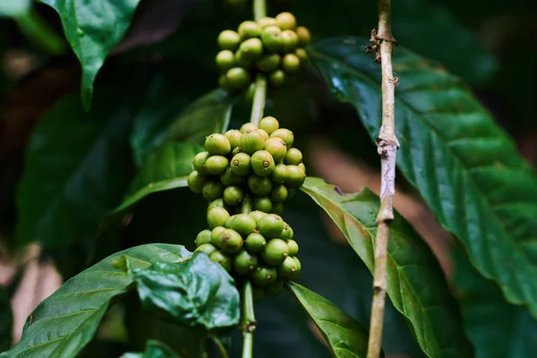농장에서 나무에 커피의 커피의 — 스톡 사진