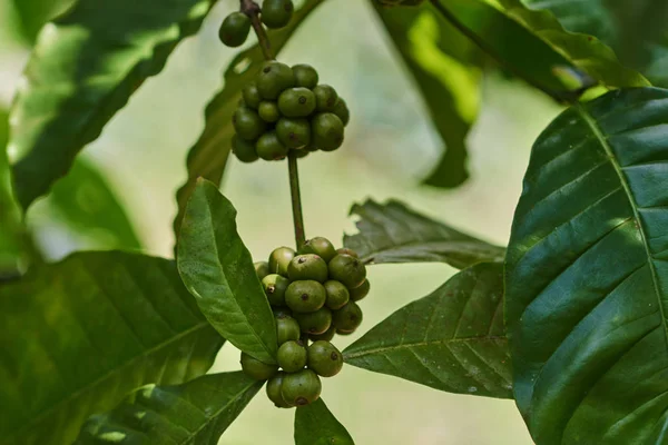 Koffiebonen Rijping Boom Boerderij Met Biologische Koffiebonen — Stockfoto