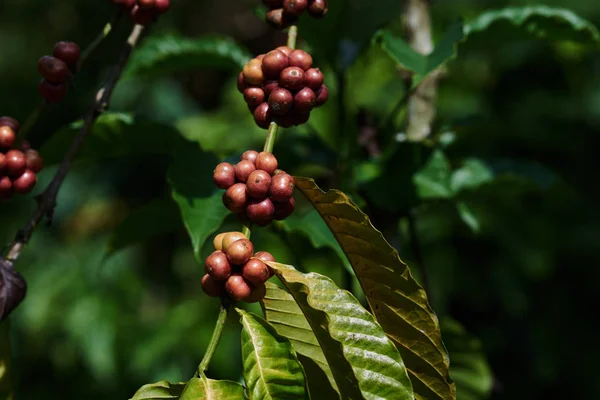 Café Grains Sur Arbre Ferme Concept Récolte Riche — Photo