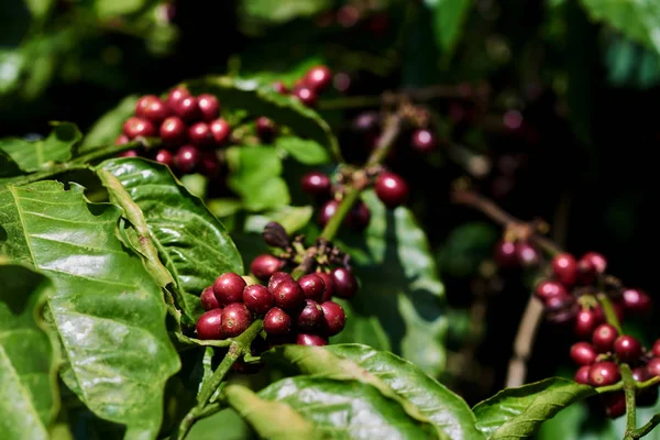 Koffiebonen Rijpen Boom Noord Thailand — Stockfoto