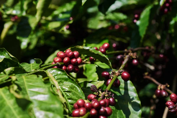 Coffee plant with ripe coffee beans. Farm with organic coffee beans. Agriculture concept, harvest concept.