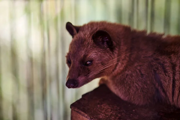 Animal called musang that helps in production of special sort of coffee Kopi Luwak.