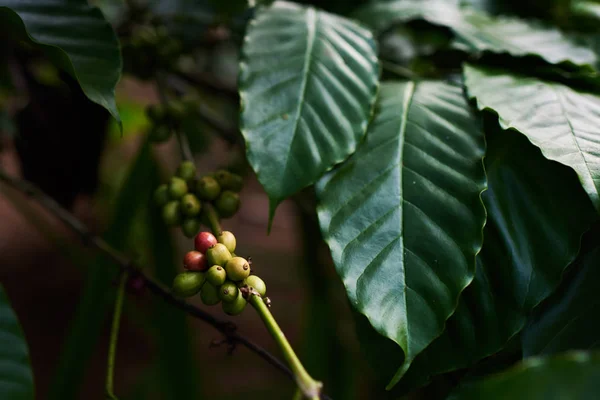 Rauwe Groene Koffiebonen Boom Koffieplantage Koffie Installaties Met Blad Bessen — Stockfoto