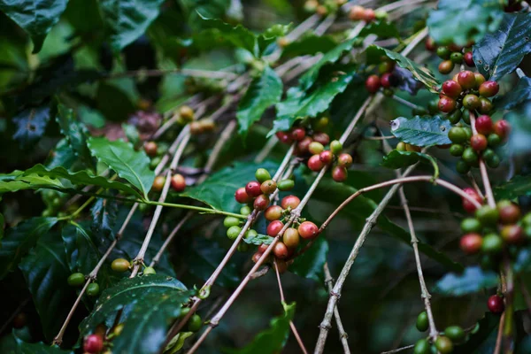 Chicchi Caffè Freschi Che Maturano Sull Albero Del Caffè Foglie — Foto Stock