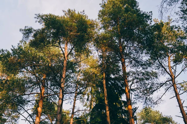 Vooruitzichten Met Een Dicht Bos Van Pijnbomen Gezien Van Hoog — Stockfoto