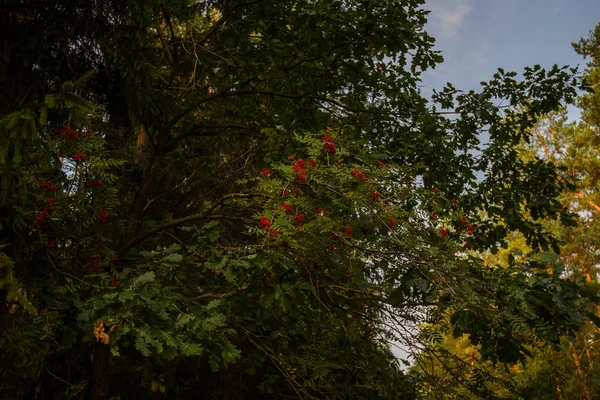 Autumn scene in a forest. The sun shining through the trees. Bush with lots of red berries on branches, autumnal background. Close-up colorful autumn wild bushes with red berries in the forest.